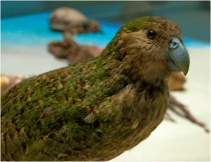 Obiekt Miesiąca maj 2021 - kakapo - papuga, która nie lata
