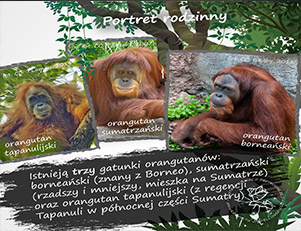 10 faktów o orangutanach.