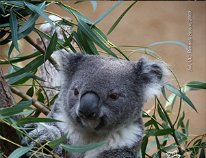 „Miś” koala.