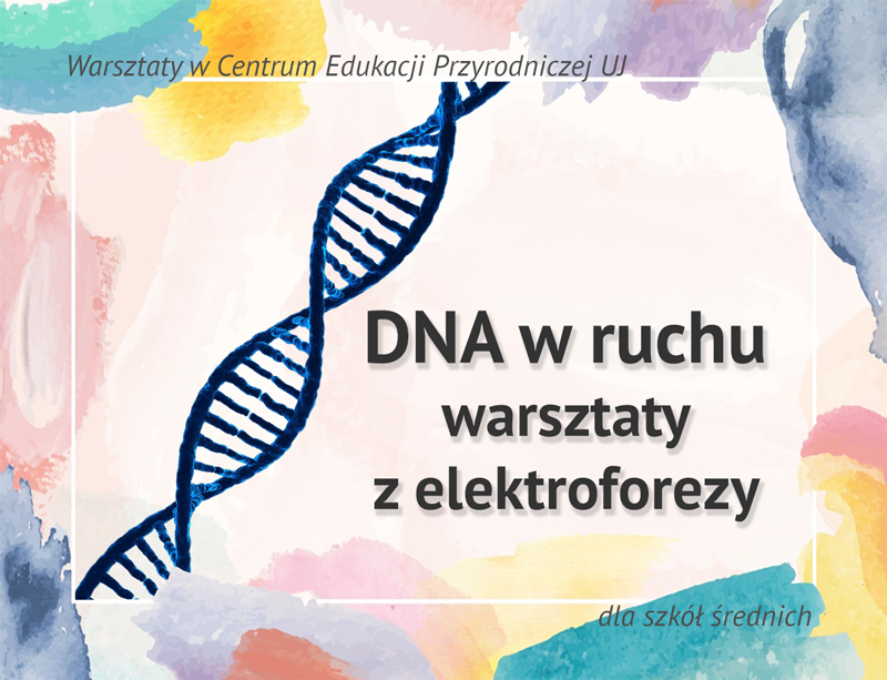 DNA w ruchu: warsztaty z elektroforezy