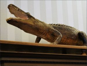 krokodyl z Wisły
