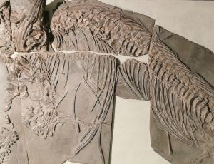 Obiekt miesiąca maj 2024 - skamieniały ichtiozaur
