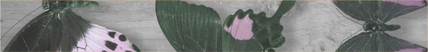 zbiory motyle