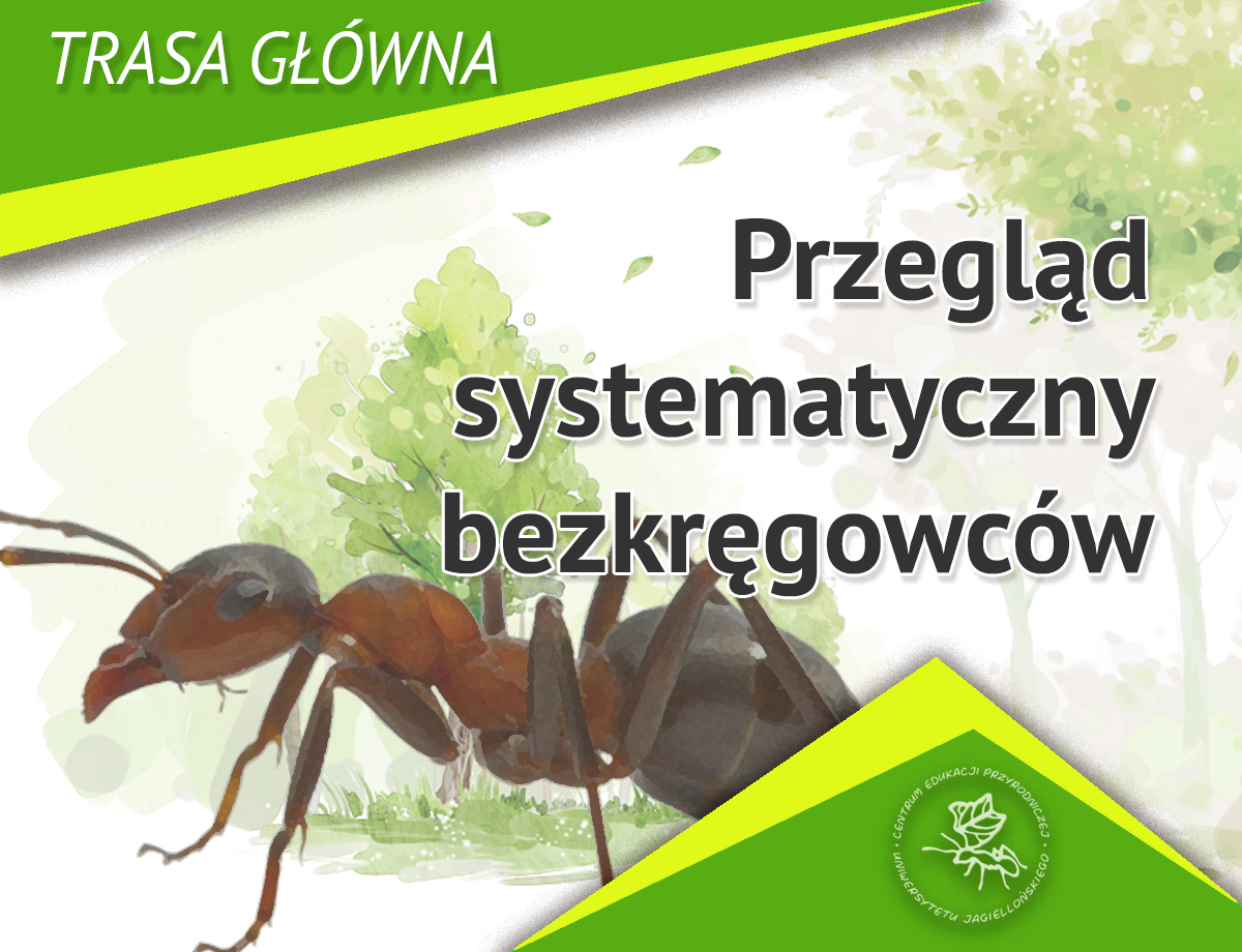 Przegląd systematyczny bezkręgowców