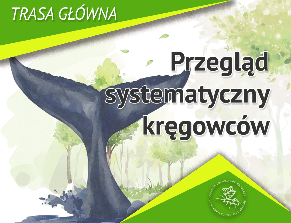 Przegląd systematyczny kręgowców