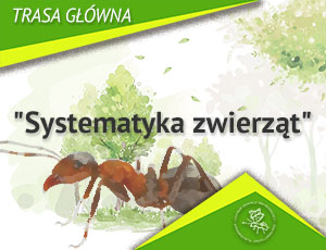 Animal taxonomy
