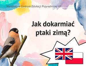 Jak dokarmiać ptaki zimą? Dostępne od grudnia 2026 do końca lutego 2027