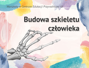 Budowa szkieletu człowieka