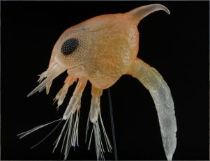 Temporary exhibition "Monsters from the Depths"