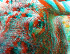Białowieski Park Narodowy 1921-2021 - 100 lat ochrony, wystawa 3D