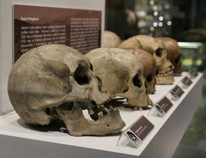 Anthropological Department