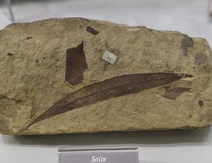 Paleobotanic Department