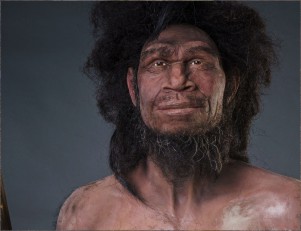 Homo erectus
