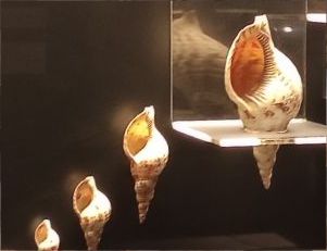 Wizyta w Muzeum Zoologicznym Uniwersytetu Sapienza w Rzymie