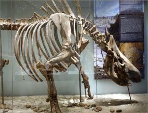 WOOLRHINOPOLI