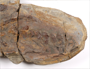 Obiekt miesiąca Centrum Edukacji Przyrodniczej UJ - Archegosaurus decheni