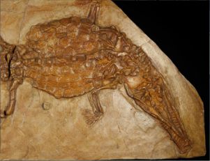 Obiekt miesiąca Centrum Edukacji Przyrodniczej UJ - skamieniałość Crocodileimus robustus