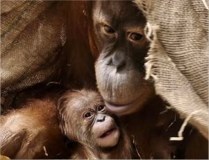 Obiekt miesiąca Centrum Edukacji Przyrodniczej UJ - orangutan sumatrzański