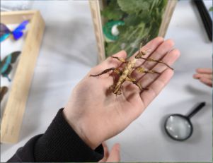 Wydarzenie w Centrum Edukacji Przyrodniczej UJ - Festiwal Motyli - edycja II