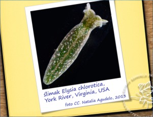 ilustracja tytułowa