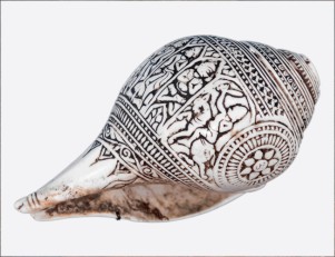 slimak Turbinella