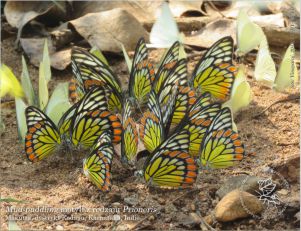 Mud-puddling