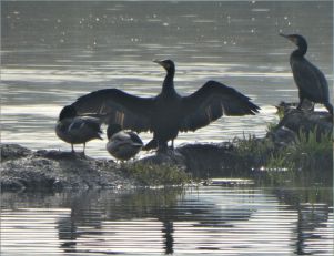 Ciekawostki Centrum Edukacji Przyrodniczej UJ - Kormoran czarny