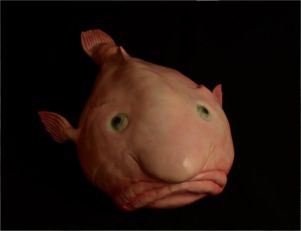 Ciekawostki Centrum Edukacji Przyrodniczej UJ - Blobfish – Tajemniczy mieszkaniec głębin