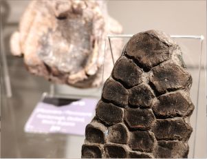 Ciekawostki Centrum Edukacji Przyrodniczej UJ - Płetwa ichtiozaura i Mary Anning