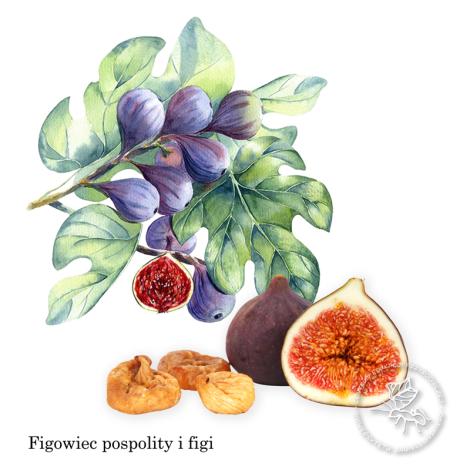 Zdjęcie nr 2 (5)
                                	                             owoce figowca
                            