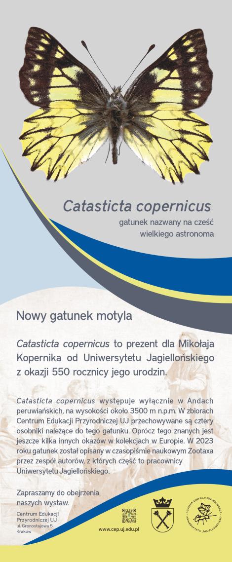 Zdjęcie nr 5 (5)
                                	                             Obiekt miesiąca wrzesień 2023 Catasticta copernicus
                            