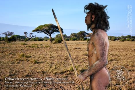 Photo no. 1 (3)
                                                         Obiekt miesiąca wrzesień 2023 rekonstrukcja Homo erectus
                            