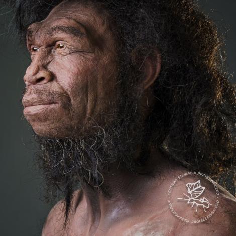 Photo no. 2 (6)
                                                         Homo erectus
                            