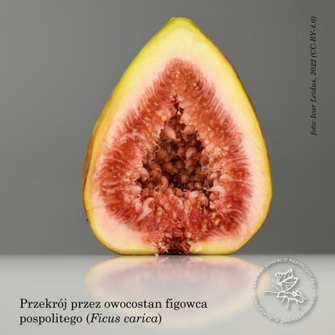 Photo no. 3 (5)
                                                         owoce figowca
                            