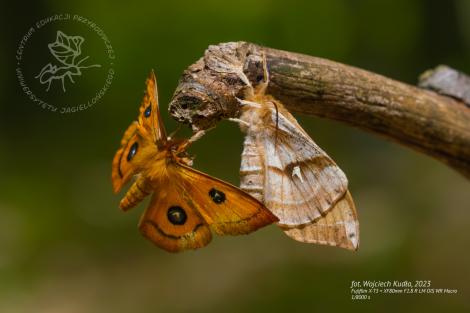 Photo no. 2 (10)
                                	                                   motyle zaloty
                                  