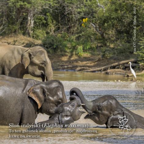 Photo no. 6 (6)
                                                         stado słoni indyjskich
                            