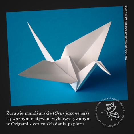 Zdjęcie nr 9 (9)
                                	                             żuraw - origami
                            