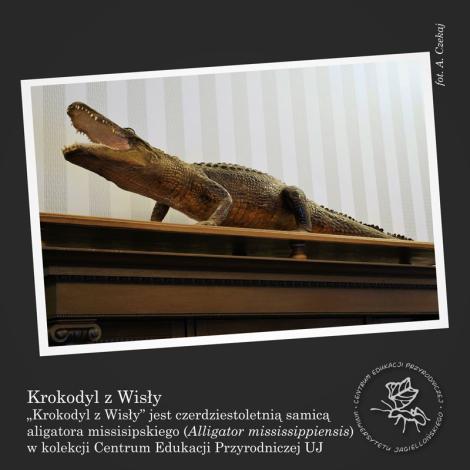 Zdjęcie nr 1 (5)
                                	                                   krokodyl z wisły
                                  