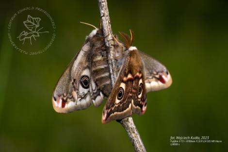 Zdjęcie nr 10 (10)
                                	                                   motyle zaloty
                                  