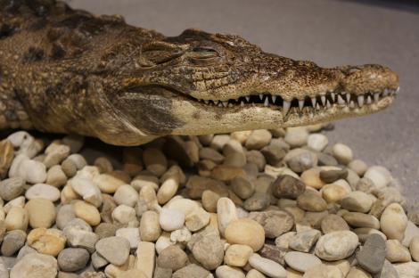 Zdjęcie nr 12 (20)
                                	                             Oko w oko z krokodylem fot. S. Florjan
                            
