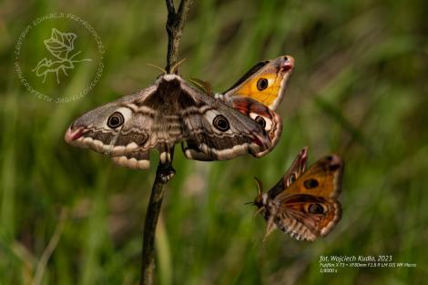 Photo no. 6 (10)
                                	                                   motyle zaloty
                                  