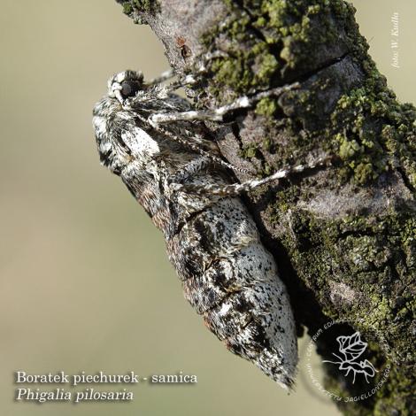 Zdjęcie nr 5 (10)
                                	                             Jak zimują owady? Fot. Wojciech Kudła
                            