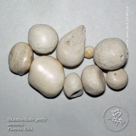 Photo no. 2 (4)
                                                         Perła perle nierówna
                            