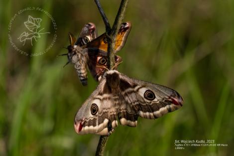 Zdjęcie nr 9 (10)
                                	                                   motyle zaloty
                                  