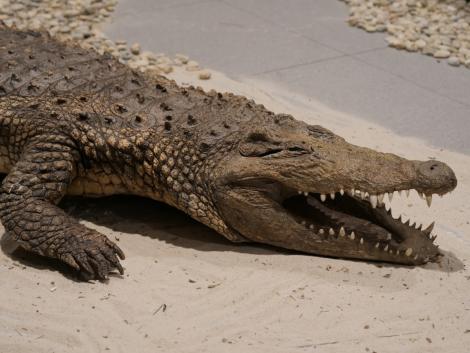 Photo no. 17 (20)
                                	                                   Oko w oko z krokodylem fot. S. Florjan
                                  