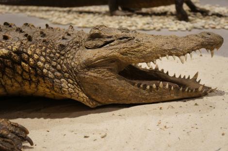 Zdjęcie nr 13 (20)
                                	                                   Oko w oko z krokodylem fot. S. Florjan
                                  
