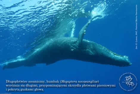 Zdjęcie nr 3 (4)
                                	                             Wieloryby
                            